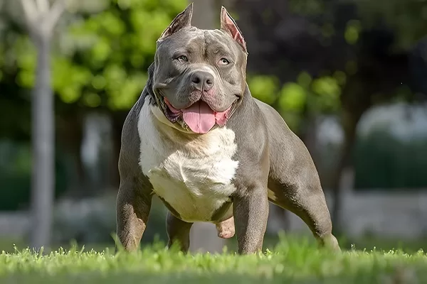 American-Bully