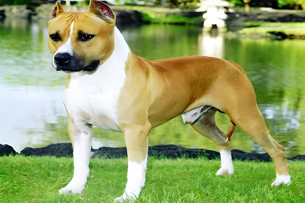 American Staffordshire Terrier