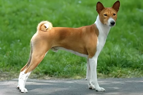 Basenji