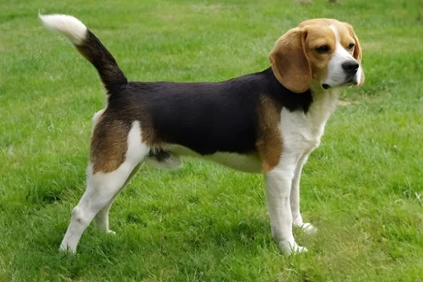 Beagle