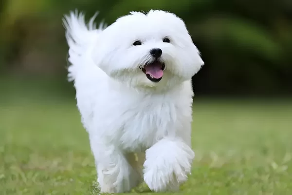 Bichon-maltais