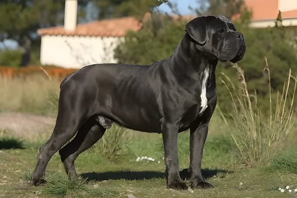 Cane-corso