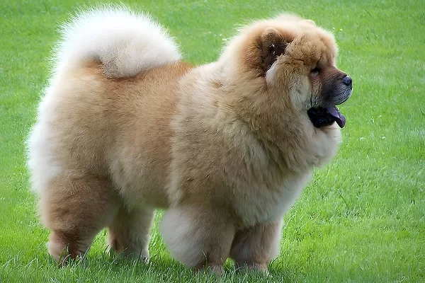Chow-chow
