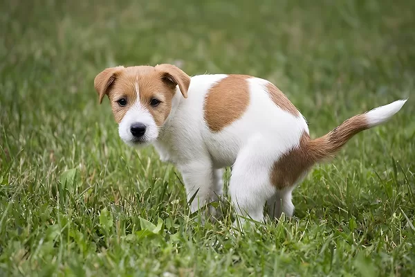 Jack Russel