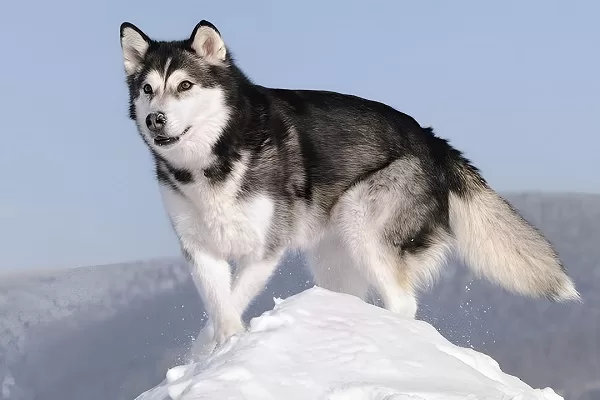 Malamute-de-l’Alaska