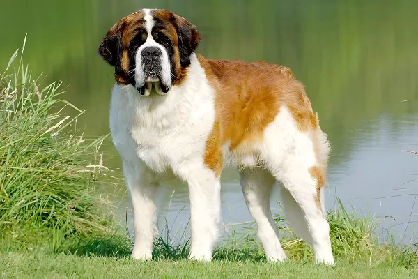 Saint-Bernard