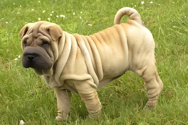 Shar-Pei