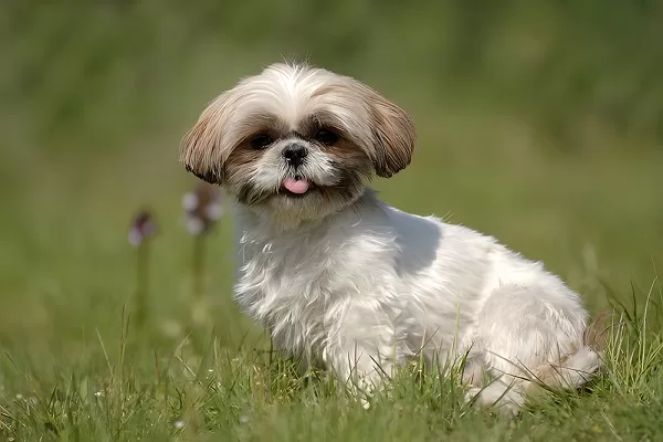 Shih-Tzu