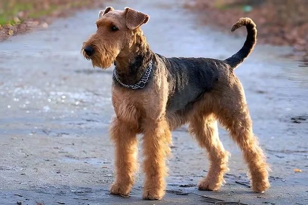 Airedale-Terrier