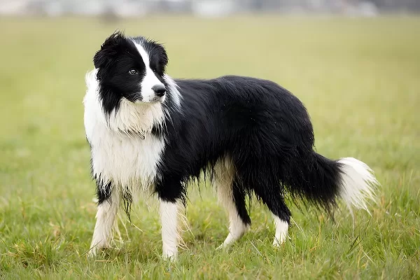 Border-collie