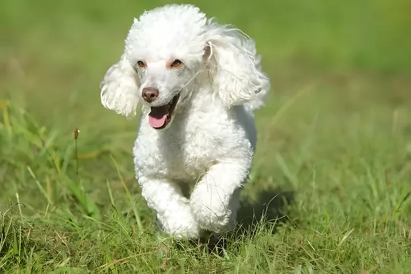 Caniche
