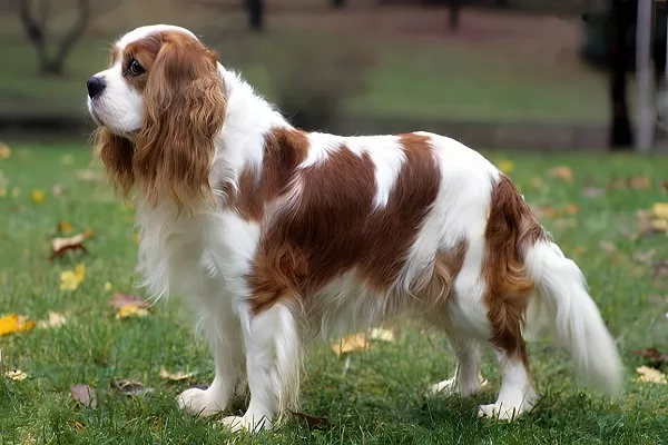 Cavalier-King-Charles