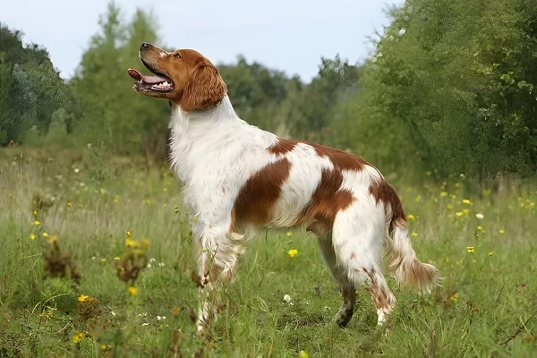 Epagneul-breton