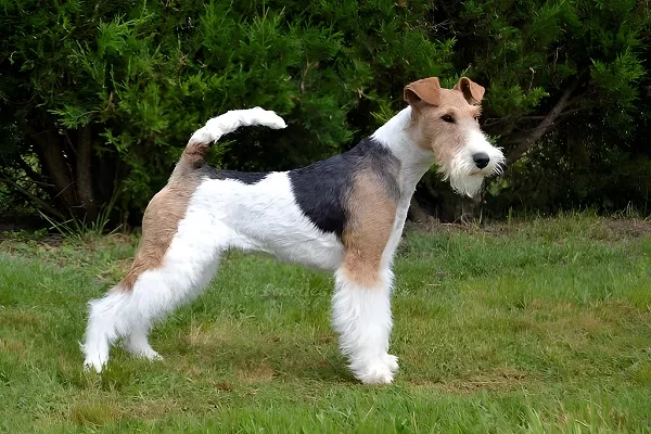Fox-Terrier