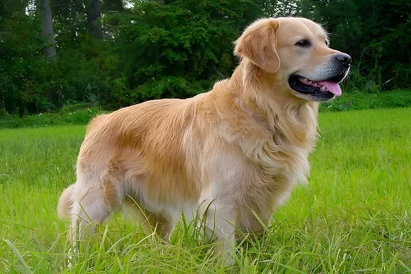 Golden-Retriever