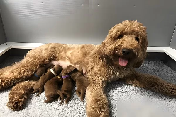 Goldendoodle