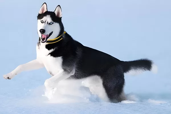 Husky-sibérien