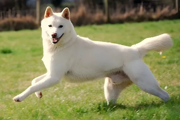 Jindo-coréen