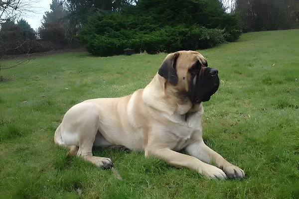 Mastiff
