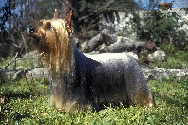 Silky-Terrier